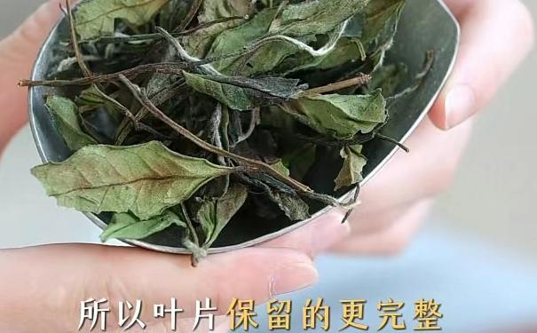 叶片完整的白茶