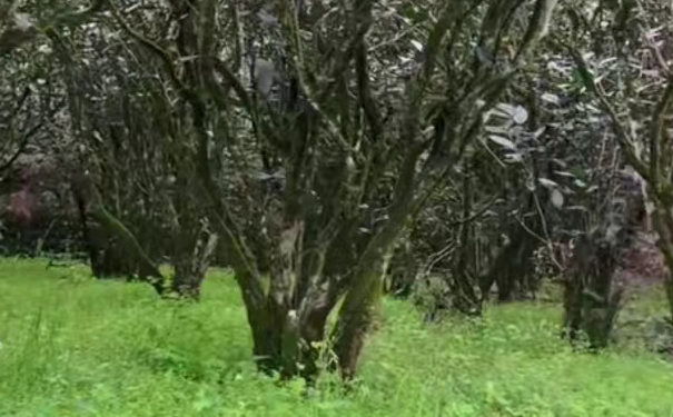 武夷岩茶正岩核心区三坑两涧山场实景,陡峭山坳地形导致采茶运输困难,是正岩茶稀缺的重要原因
武夷山三坑两涧正岩核心产区茶山地貌