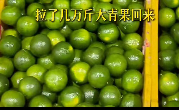 广东新会梅江大青皮开皮晒制过程