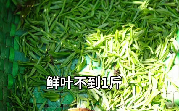 荒野贡眉新鲜采摘鲜叶不足一斤 新鲜采摘的荒野贡眉鲜叶,不足一斤的采茶成果