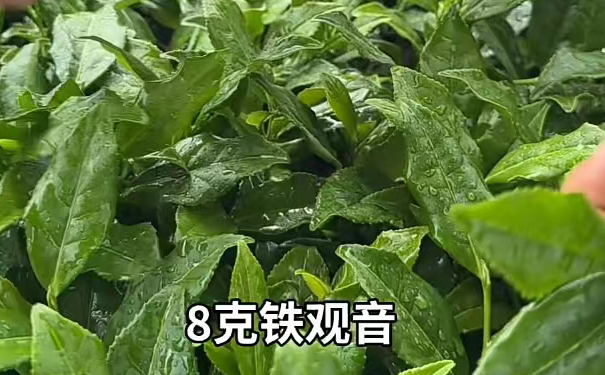 安溪铁观音汤色真相：6轮摇青实测看半发酵茶正宗底色