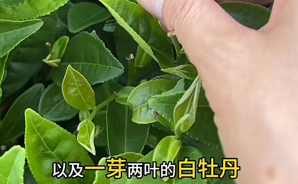 一芽两叶白牡丹 一芽两叶白牡丹