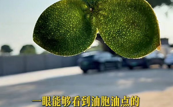 油胞油点清晰,优质大青皮展现 大青皮油胞油点清晰可见,品质上乘